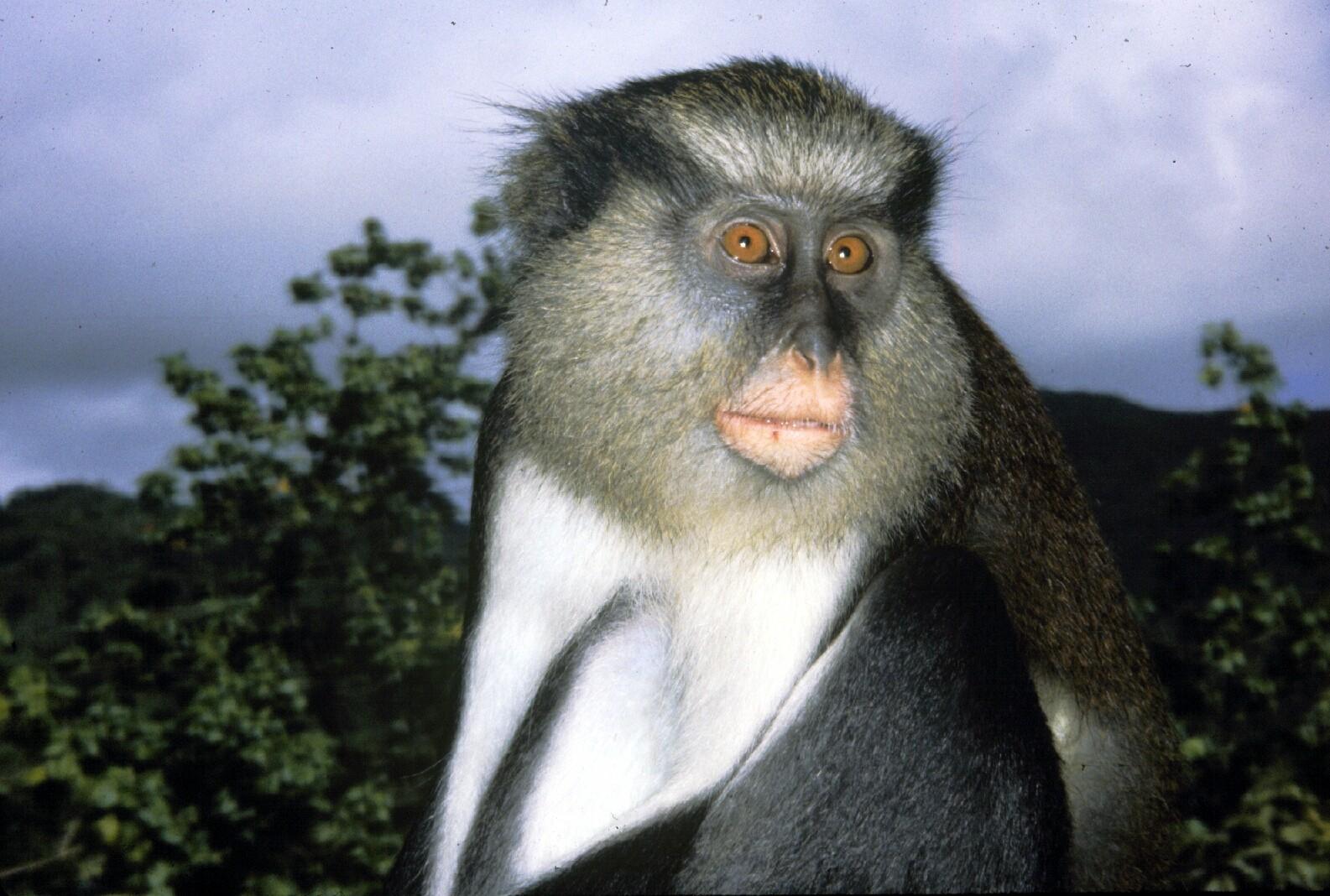 Mona monkey