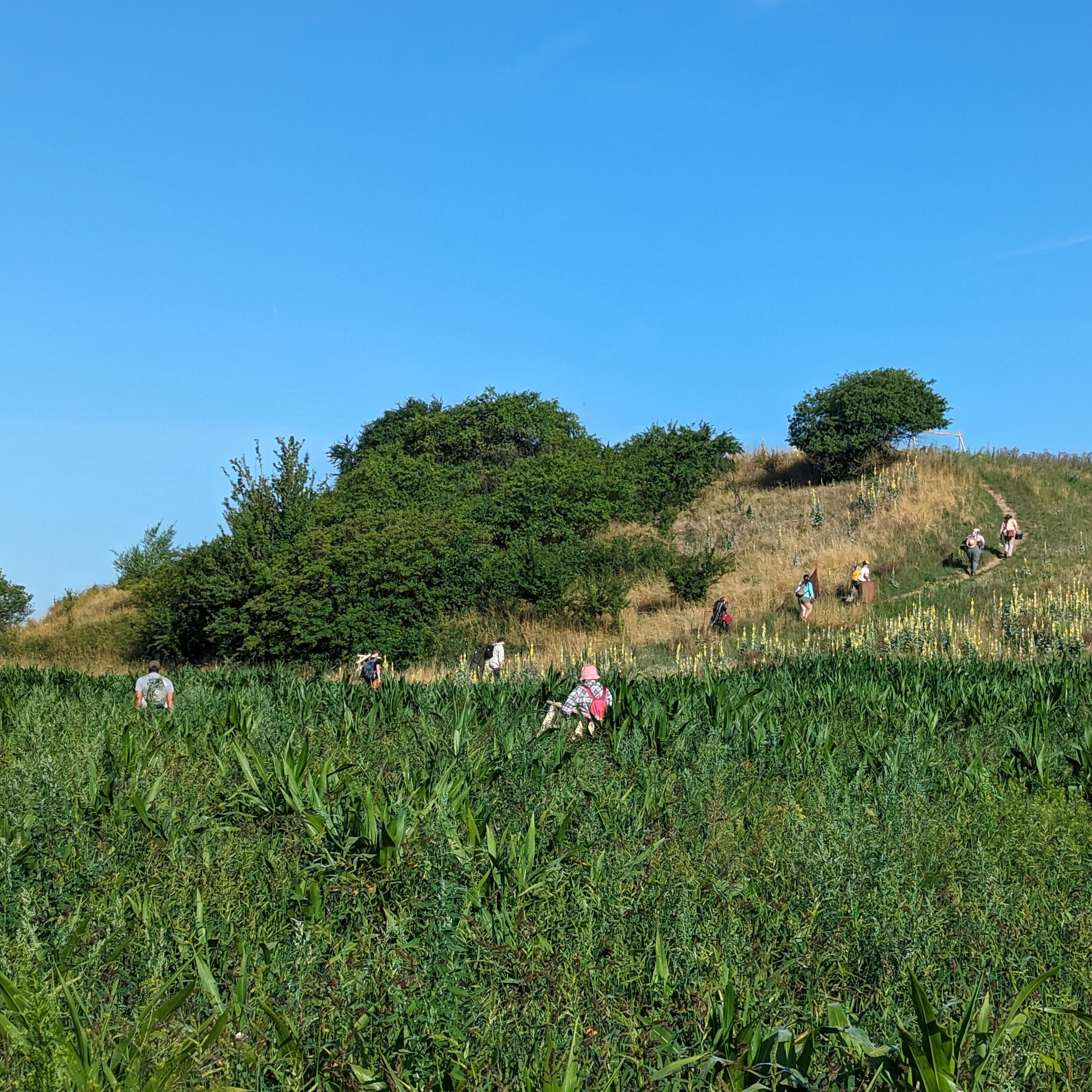 People walking up a hill surrounded by cornfields